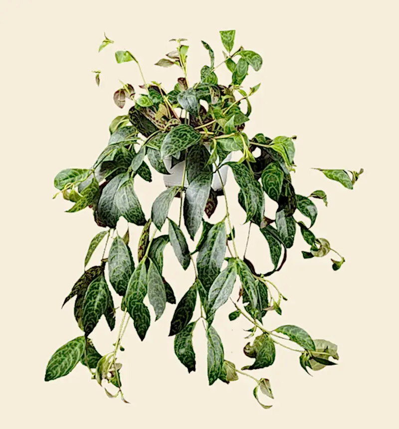 Aeschynanthus 'Marmoratus' Lipstick plant