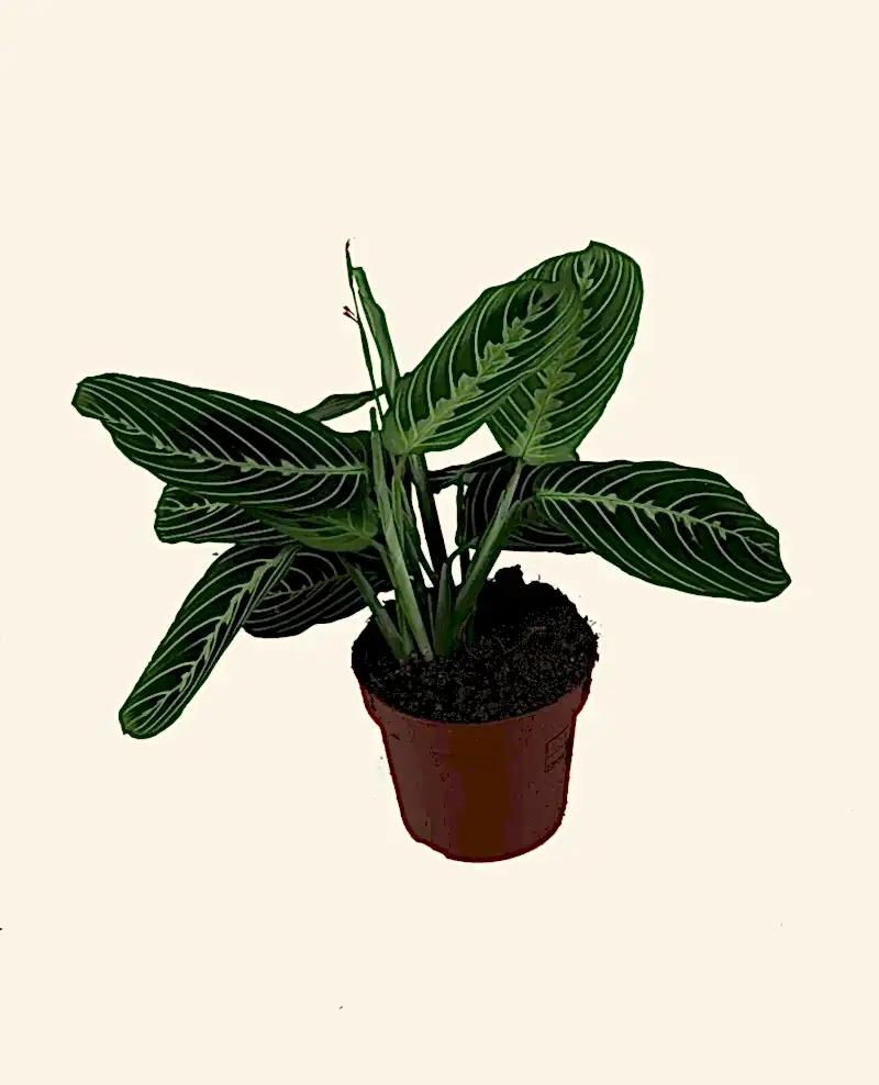 Maranta Lemon Lime