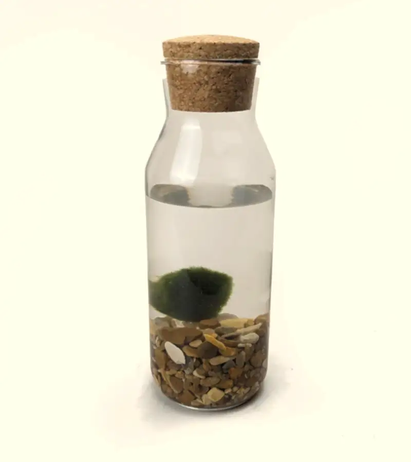Marimo Ball