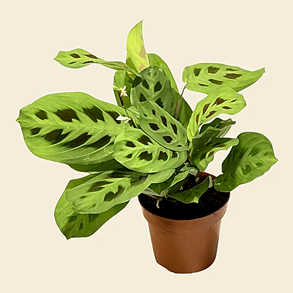 Maranta kerchoveana 'Prayer Plant'