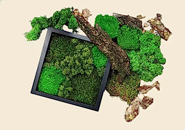 Moss Frame Kit
