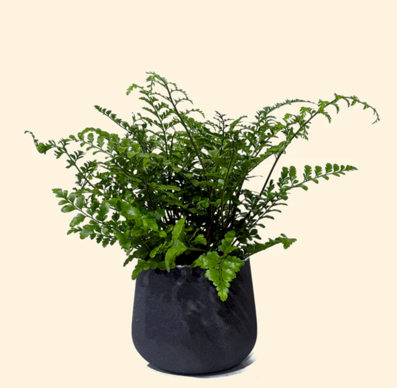 Mother Fern