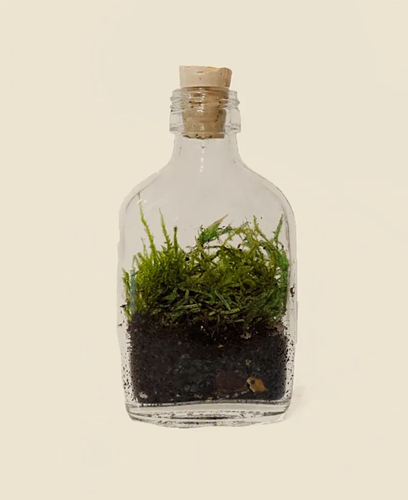 Bottle Mossarium