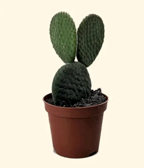 Prickly Pear Cactus