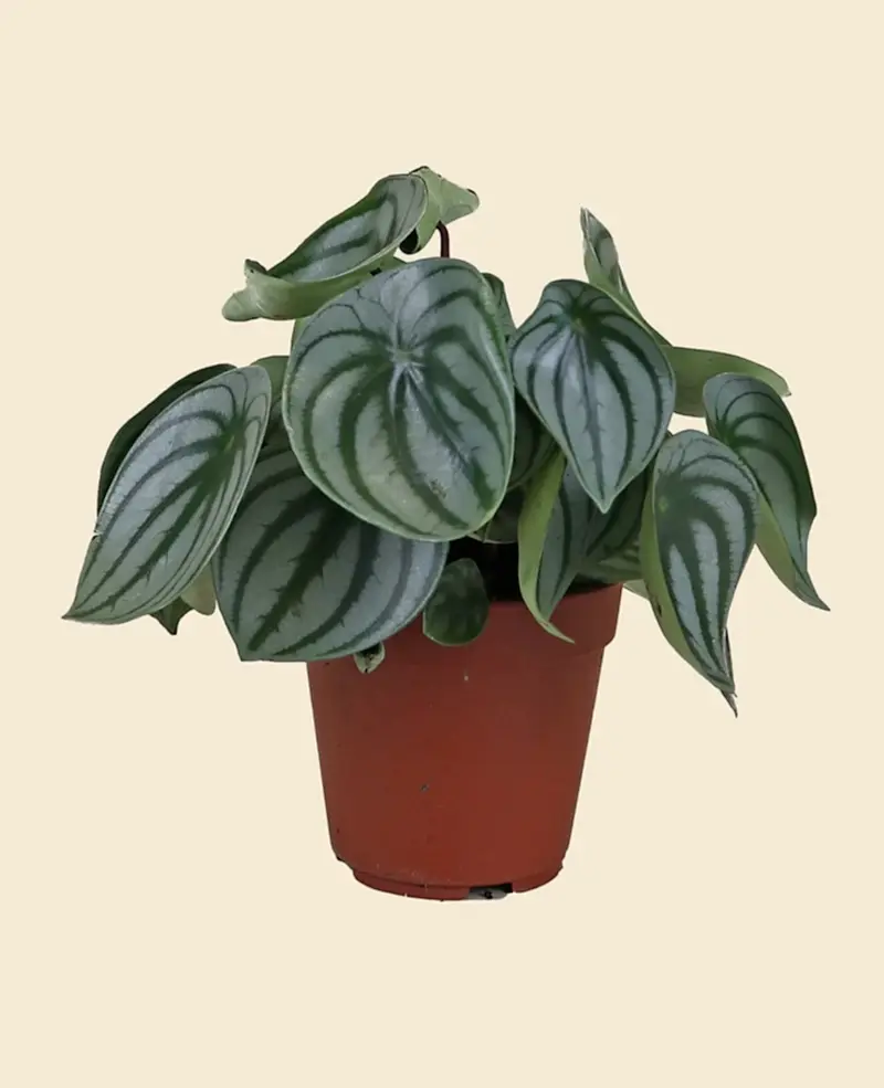 Watermelon Peperomia