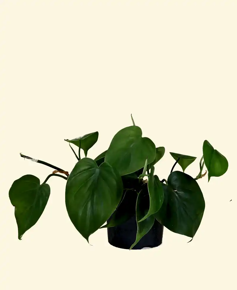 Heart-leaf Philodendron