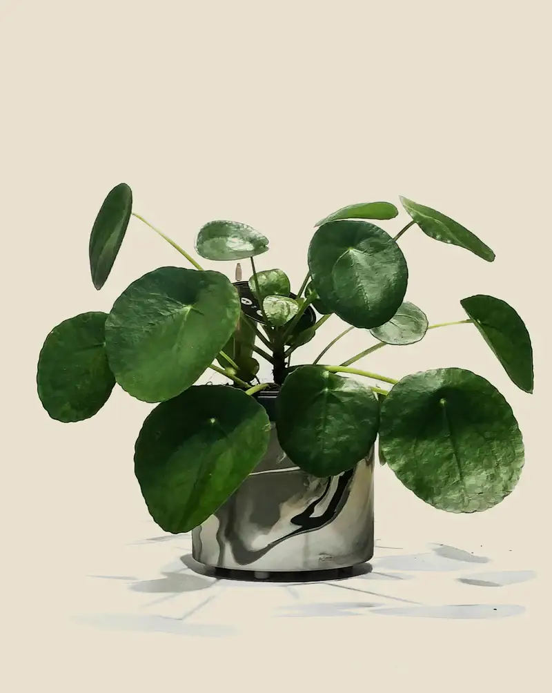 Chinese Money Plant