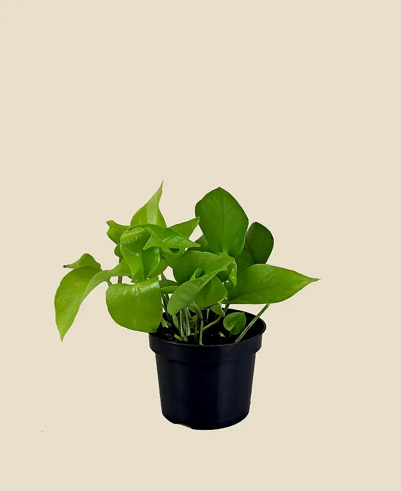 Neon Pothos