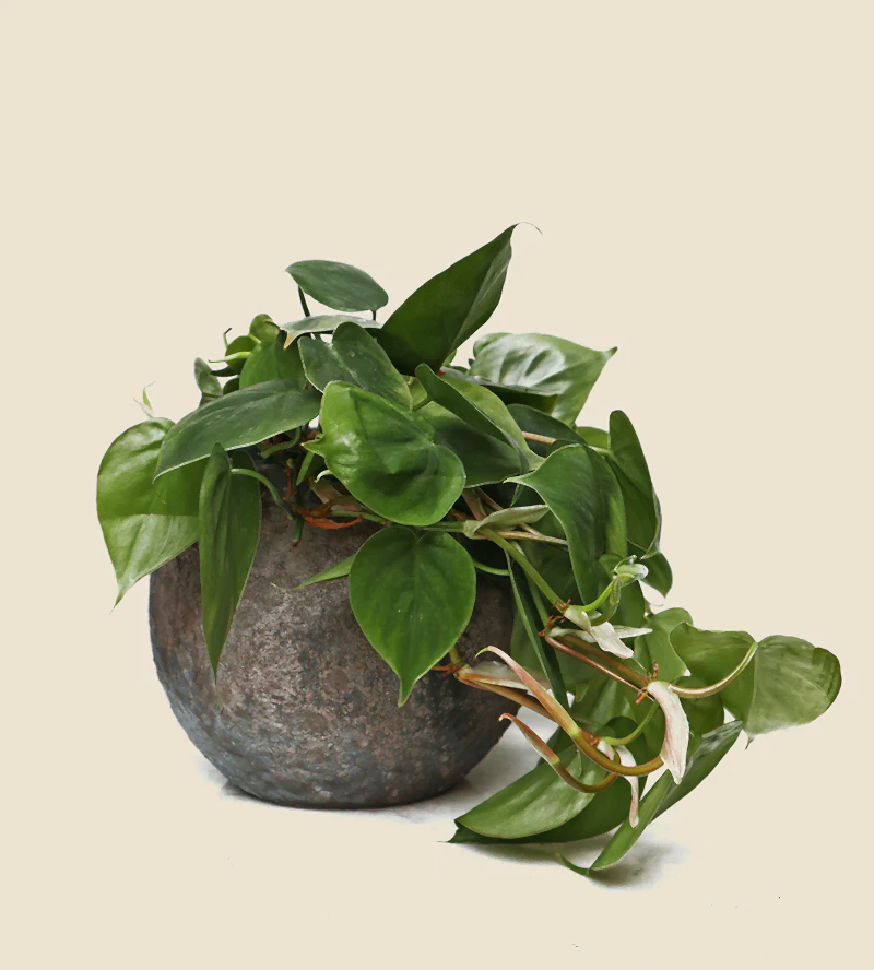 Philodendron Scandens Large