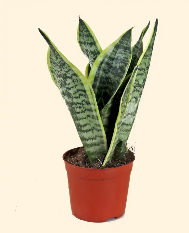 Snake Plant