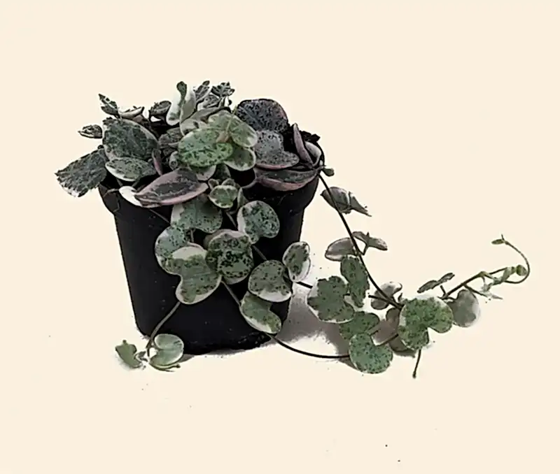 Variegated String of Hearts