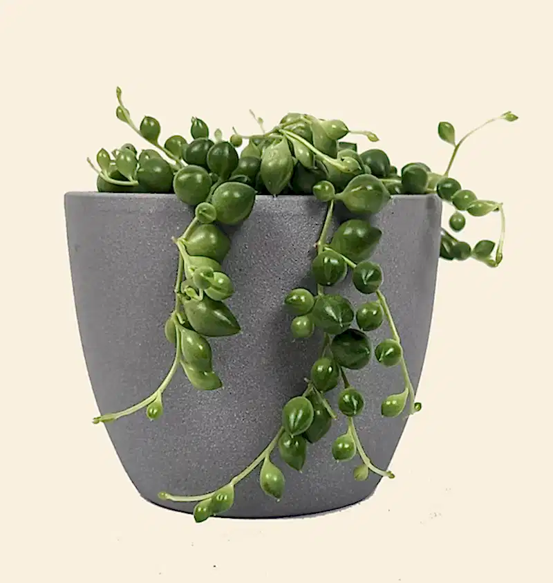String of Pearls