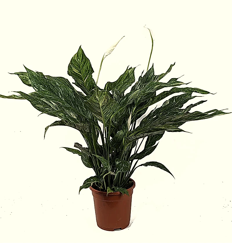 Diamond Peace Lily