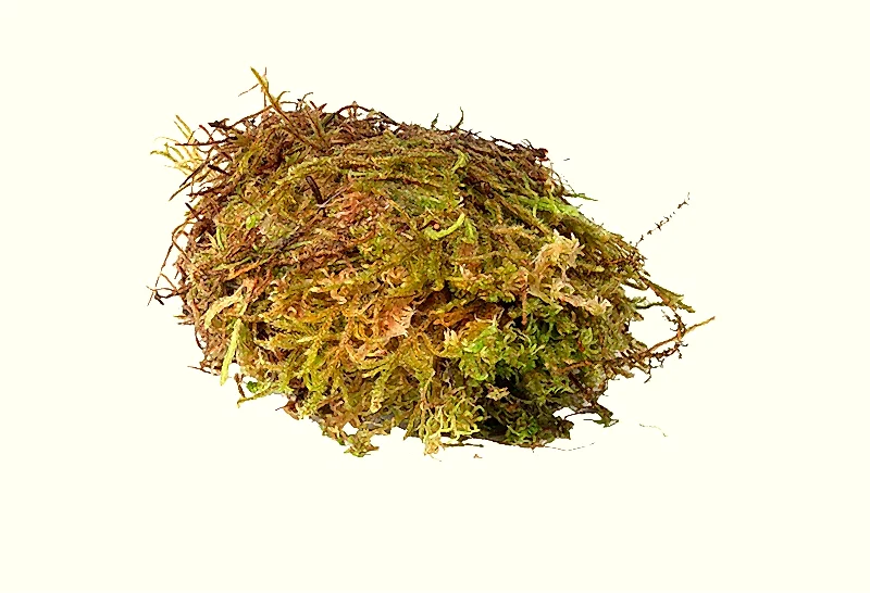 Sphagnum Moss