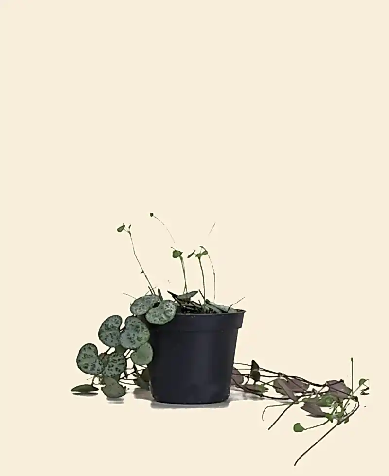 String of Hearts