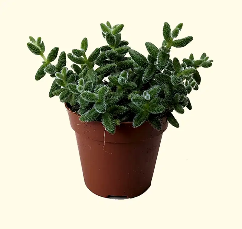 Delosperma Echinatum - Pickle Plant