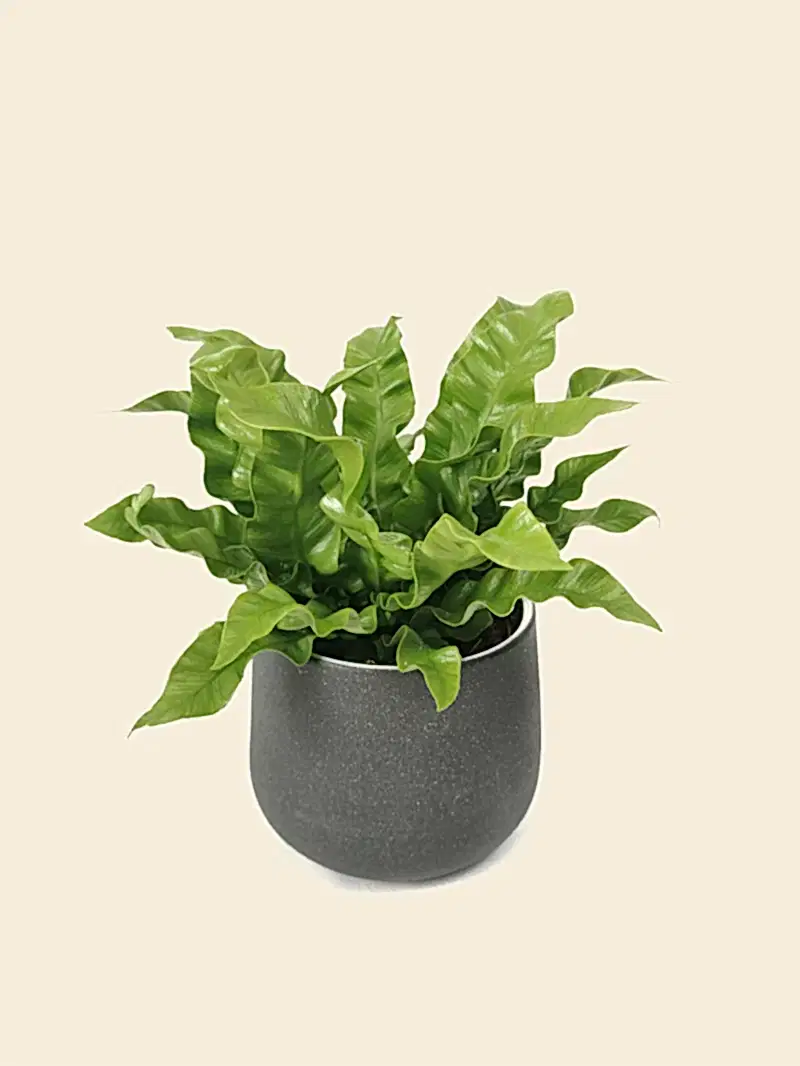 Asplenium Crispy Wave