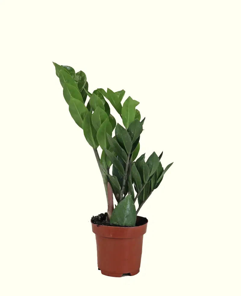 ZZ Plant